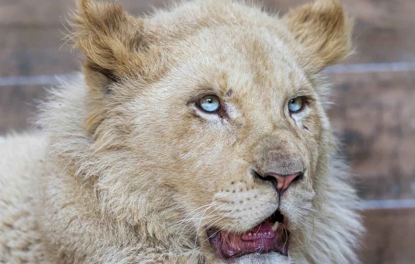 1332x850 Wallpaper cat, face, blue eyes, lion, white lion, ©Tambako The Jaguar image for desktop, section кошки