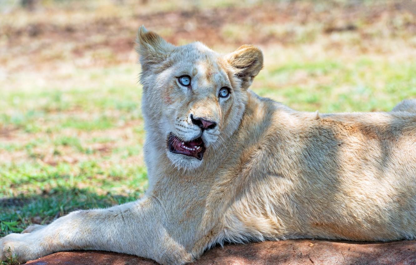 1332x850 Wallpaper white, look, face, light, pose, paws, mouth, lies, white, blue eyes, lioness, lion, teeth, young, lion image for desktop, section кошки