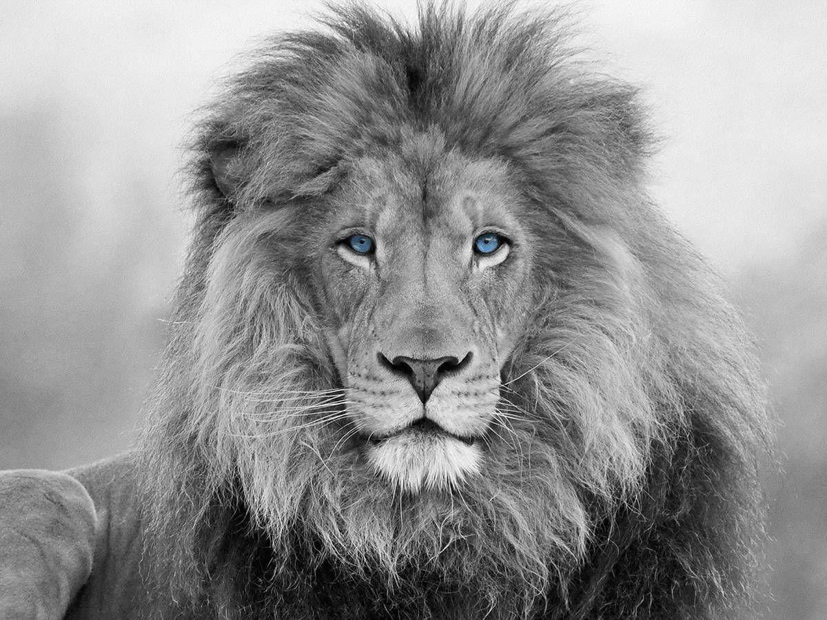 1200x900 African Lion, black and white blue eyes lion Canvas Print, Ready to hang Lion wall art, Lion wall art, Wall art,. Lion picture, Lion HD wallpaper, Lion image