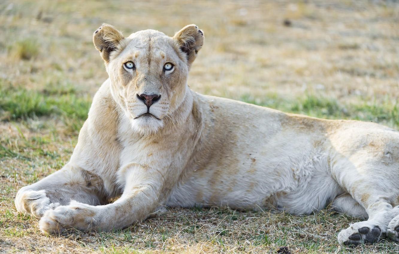 1332x850 Wallpaper cat, look, blue eyes, lioness, white lion, ©Tambako The Jaguar image for desktop, section кошки