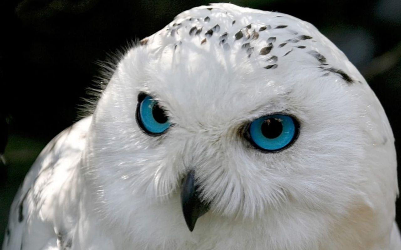 1280x800 Blue Eyes Colors Wallpaper