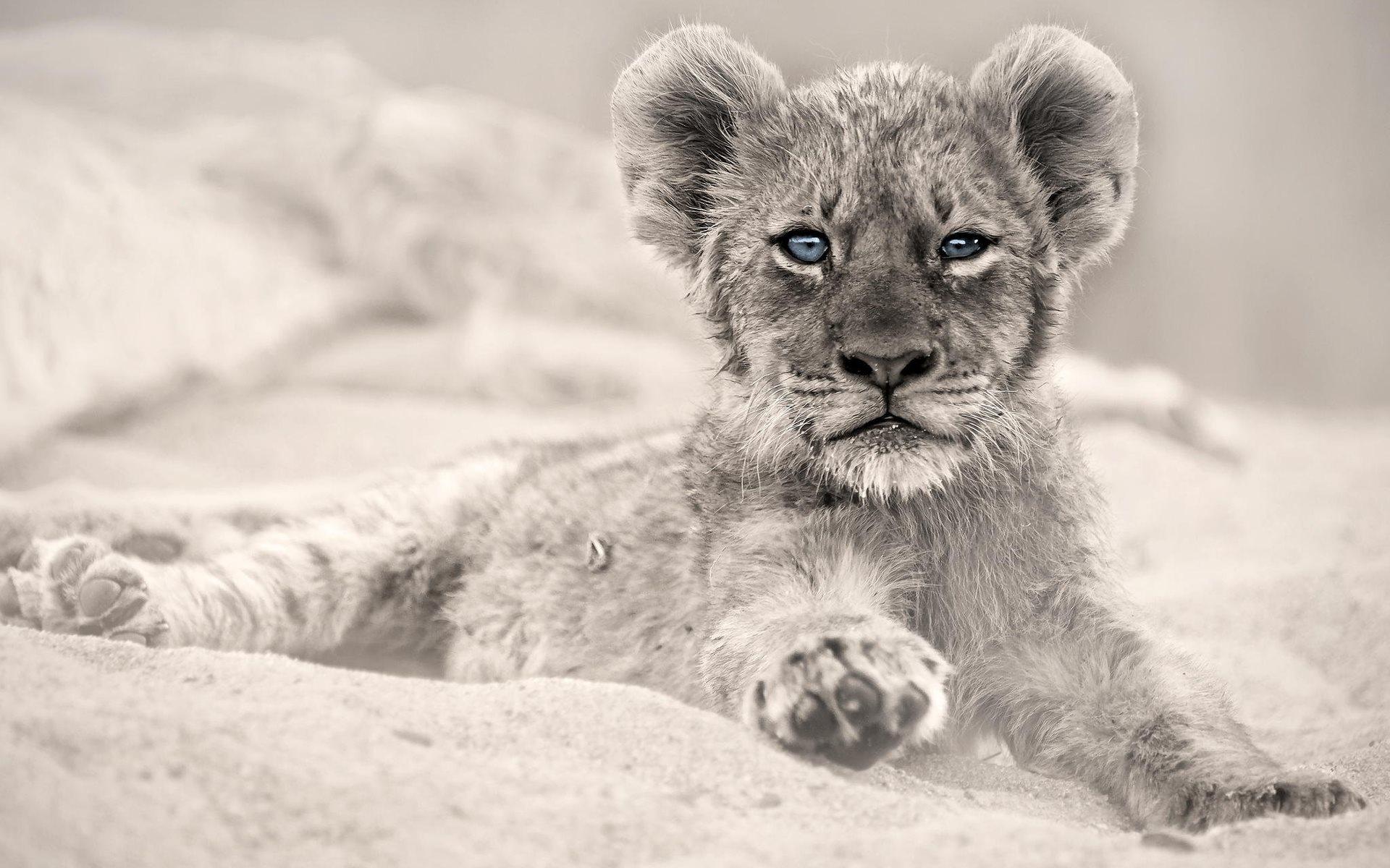 1920x1200 Download wallpaper lion, cub, predator, blue eyes, wildlife for desktop with resolution 1920x1200. High Quality HD picture wallpaper