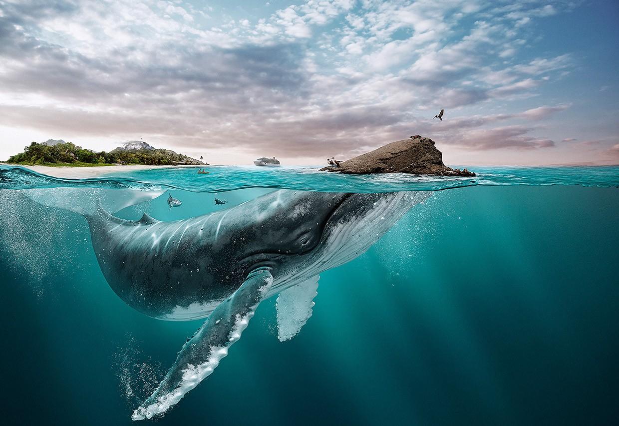 1240x853 #mountains, #cruise ship, #digital art, #surreal, #beach, #island, #forest, #horizon, #whale, #water, #animals, #photo manipulation, #bubbles, #underwater, #clouds, #trees, #birds, #landscape, #nature, #Ecuador, #boat, #Tourism, wallpaper