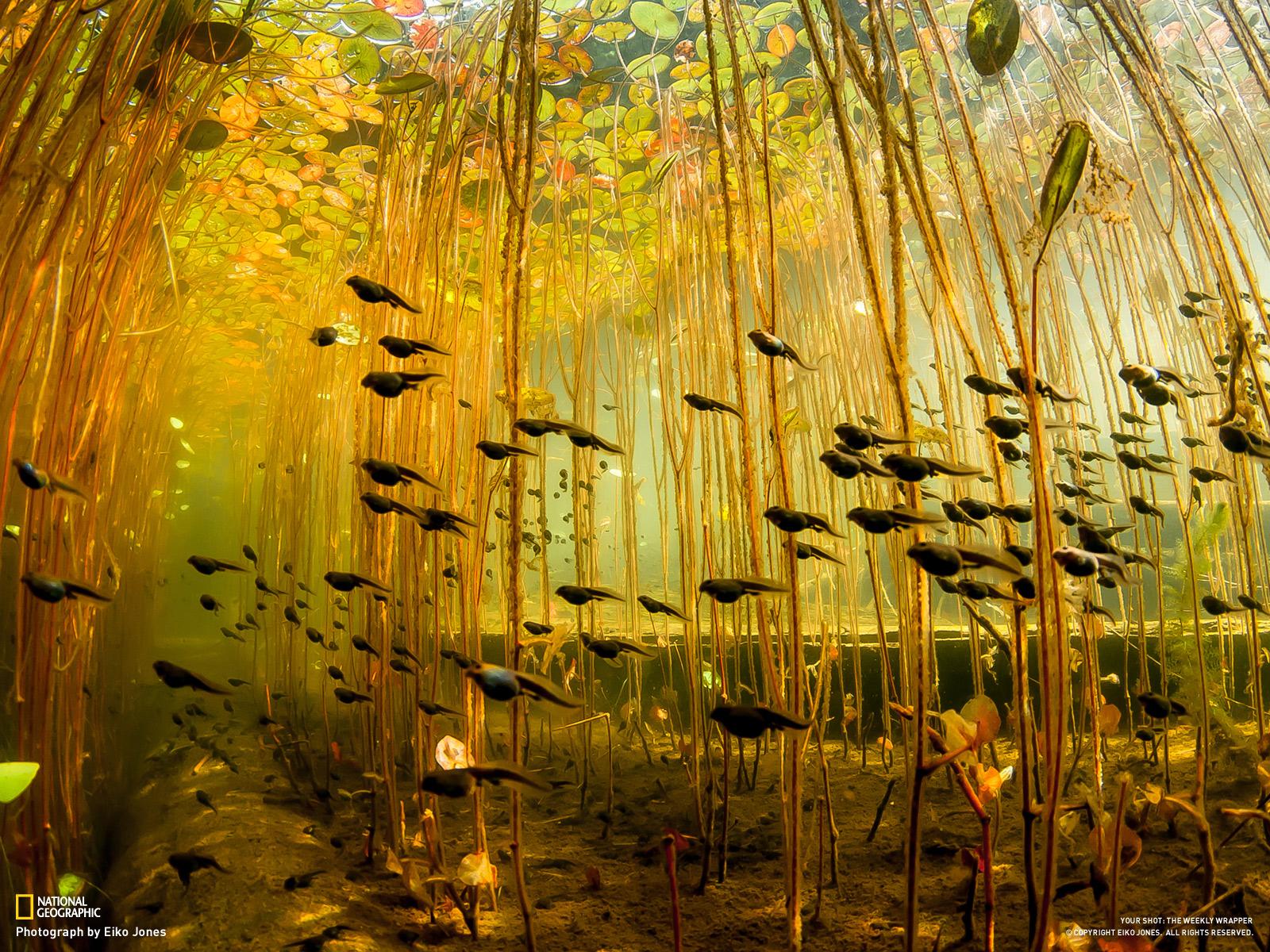 1600x1200 Seeing Things: Surreal Underwater Photography