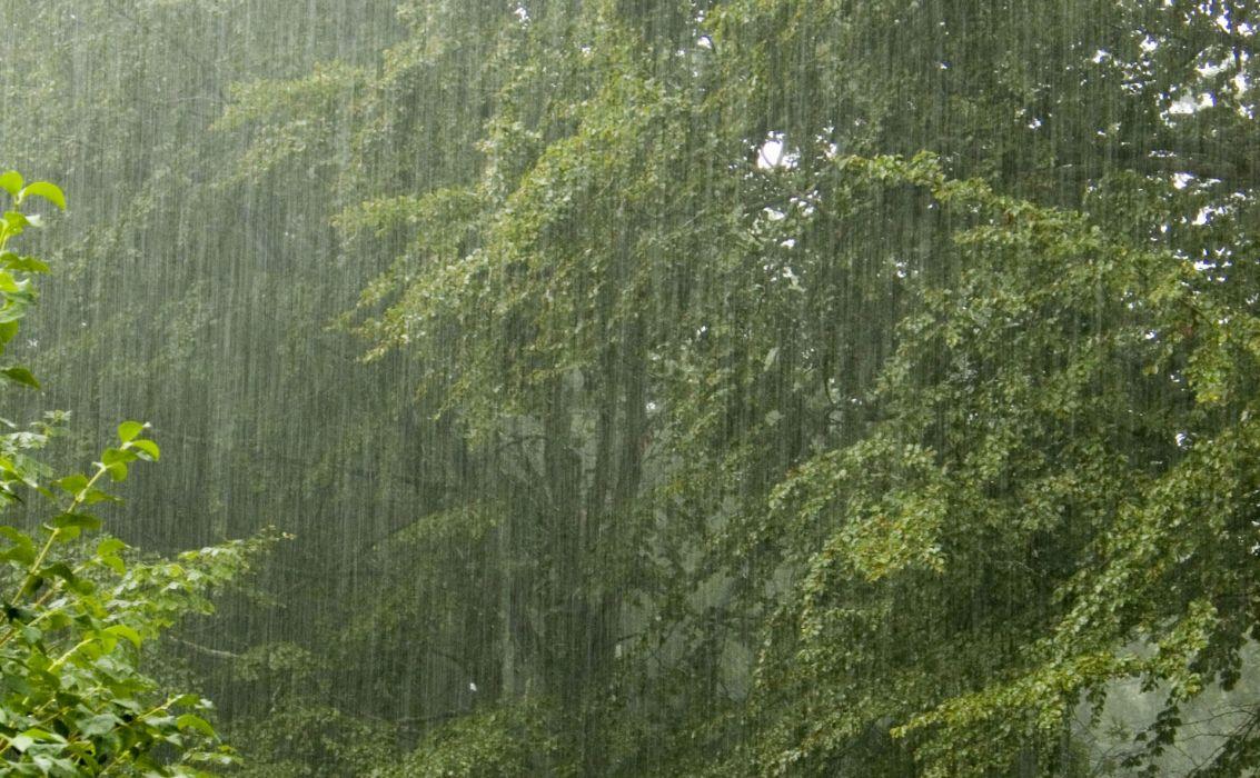 Rain Trees Wallpapers - Top Free Rain Trees Backgrounds - WallpaperAccess