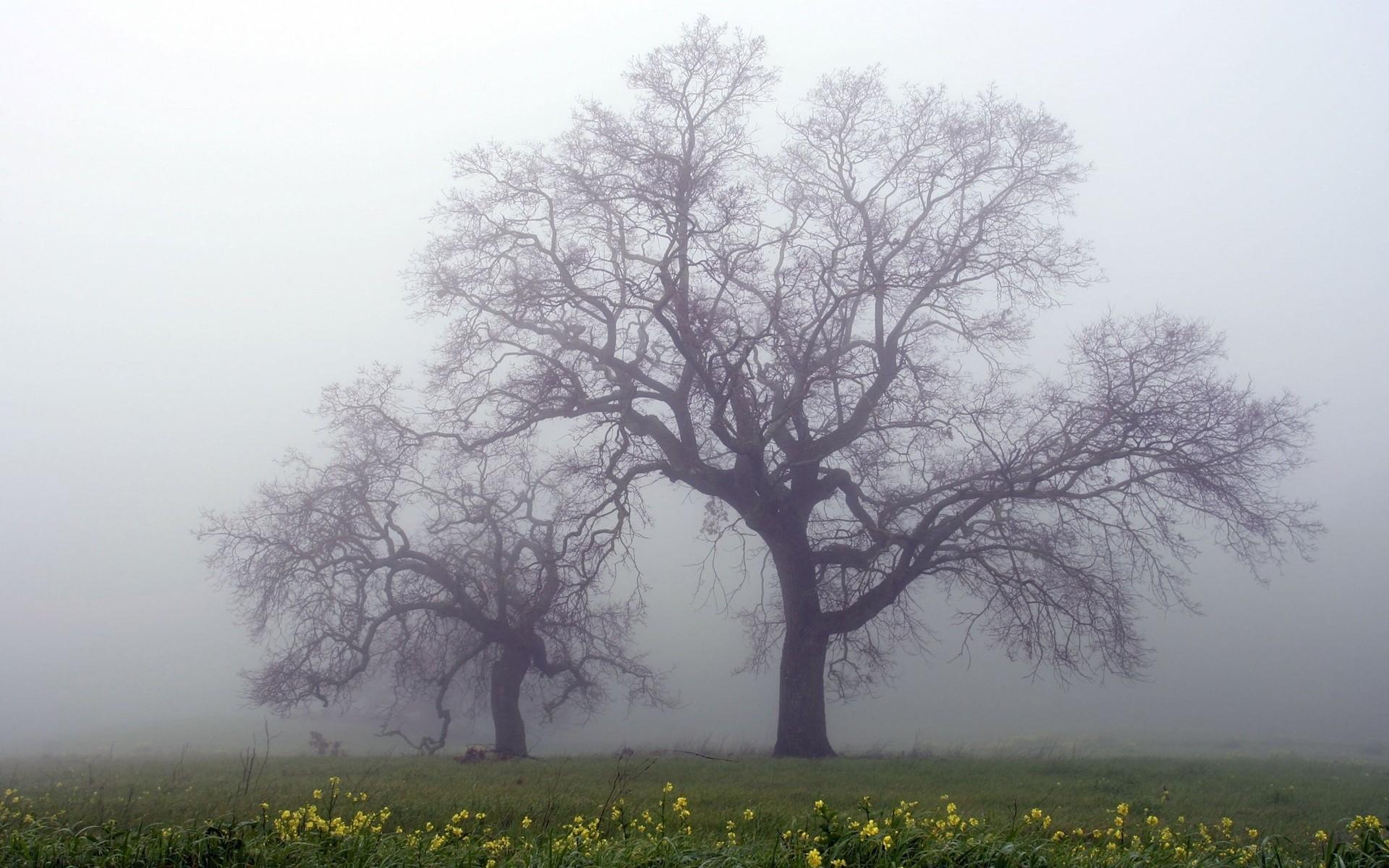 Rain Trees Wallpapers - Top Free Rain Trees Backgrounds - WallpaperAccess