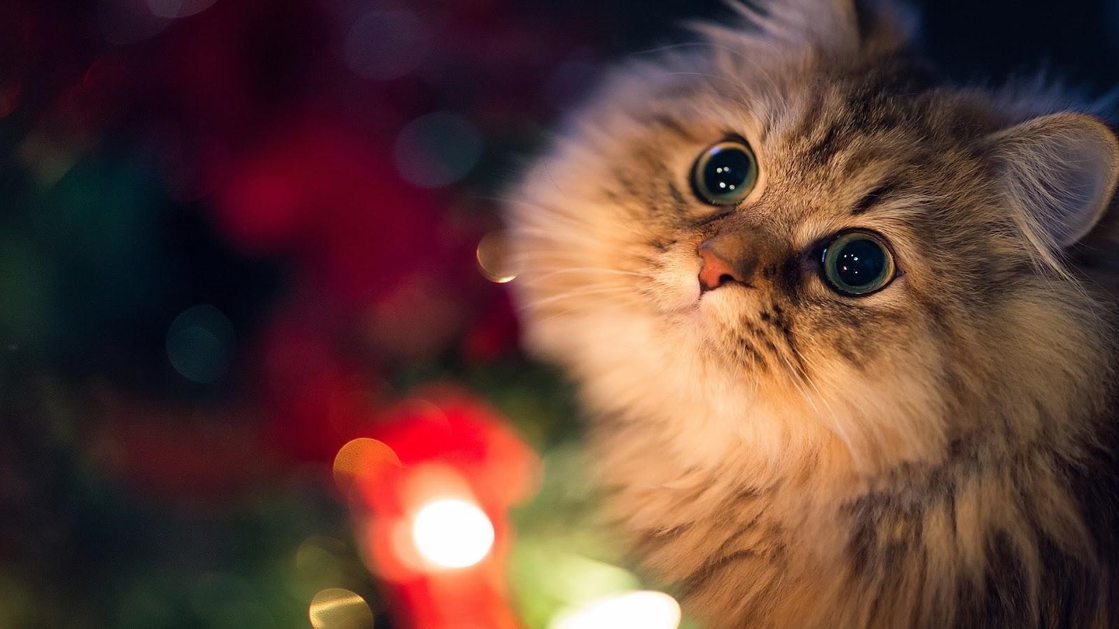 1600x900 Free download Cute Cat with Big Eyes Full HD Desktop Wallpaper 1080p [1600x900] for your Desktop, Mobile & Tablet. Explore Big Cute Wallpaper. Cute Picture For Wallpaper, Cute Teen