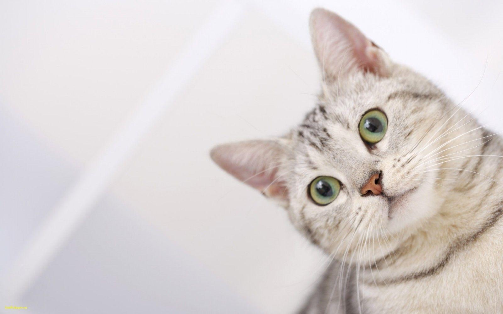 1600x1000 High Definition Cat Wallpaper