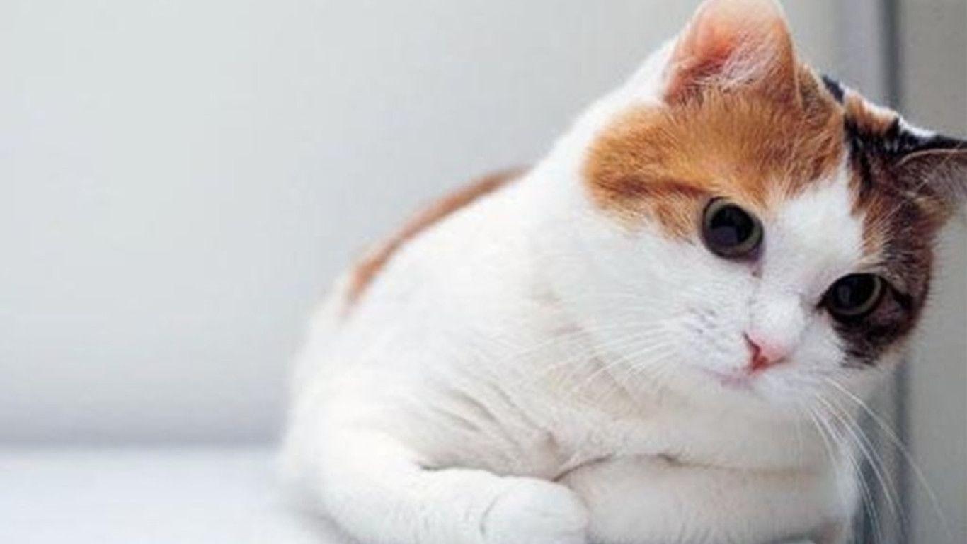 1366x768 Funny Cat Desktop Wallpaper