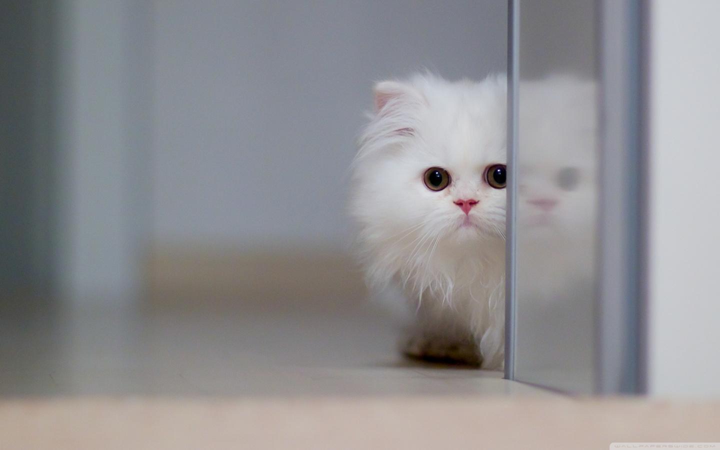 1440x900 Cute White Cat Ultra HD Desktop Background Wallpaper for 4K UHD TV : Widescreen & UltraWide Desktop & Laptop : Tablet