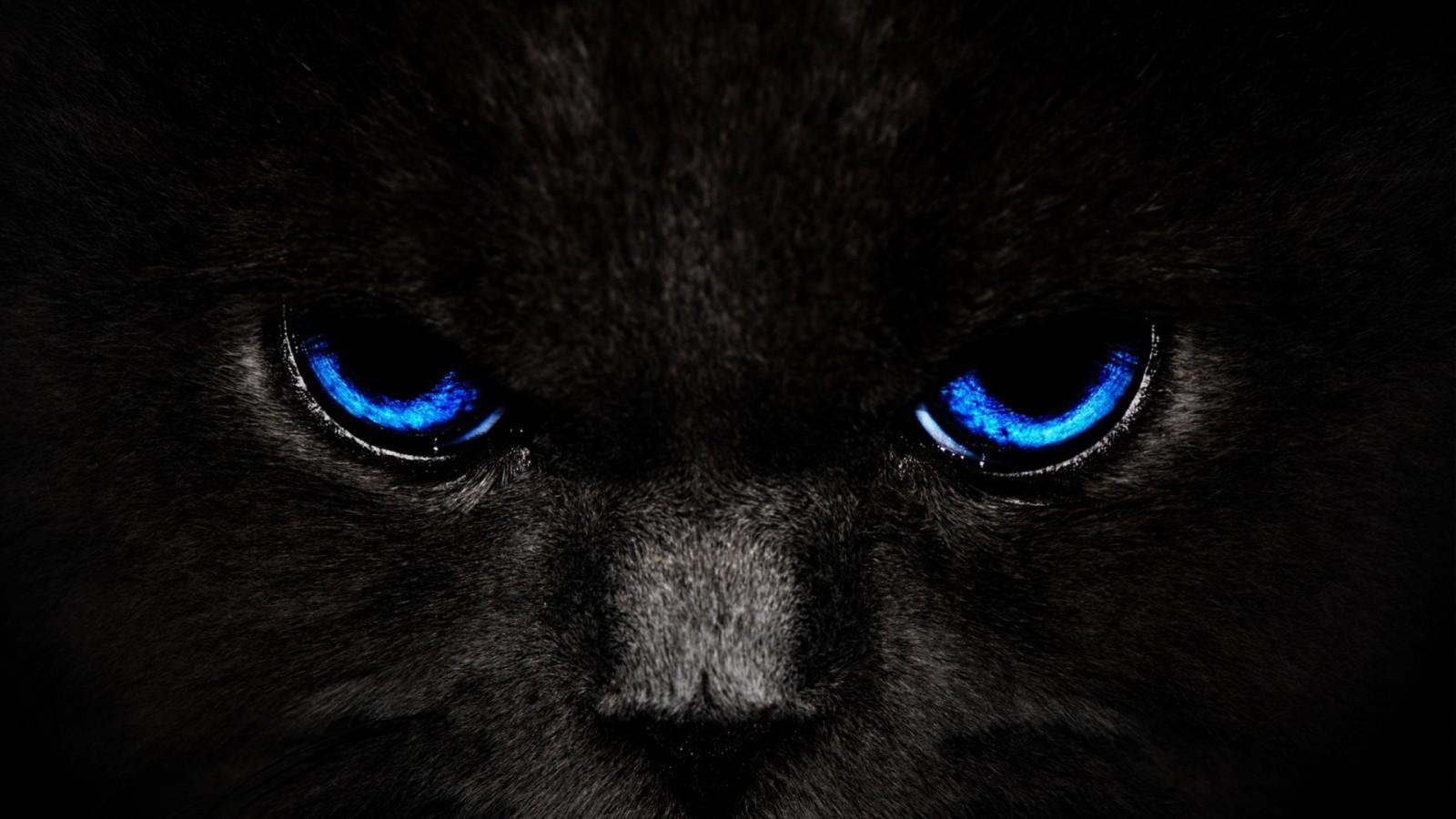 1600x900 black, cat, monochrome, eyes, nose, whiskers, Black Panther, Black Cat, eye, darkness, mammal, computer wallpaper, vertebrate, cat like mammal, small to medium sized cats Gallery HD Wallpaper