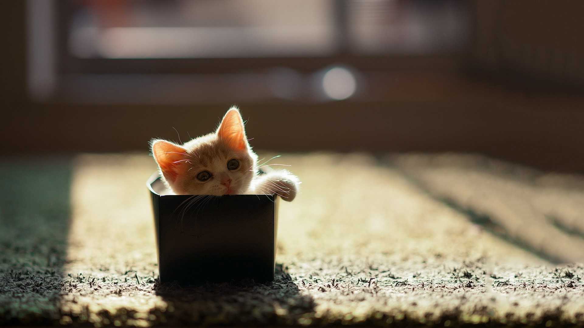1920x1080 Desktop Cat Wallpaper Free HD Wallpaper