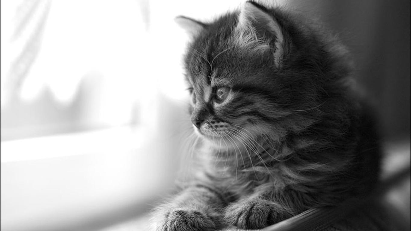 1366x768 Desktop Cats And Dogs Wallpaper Download For Loss Of Pet Cat