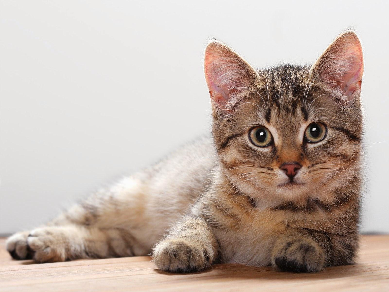 1600x1200 wallpaper: Cat Wallpaper