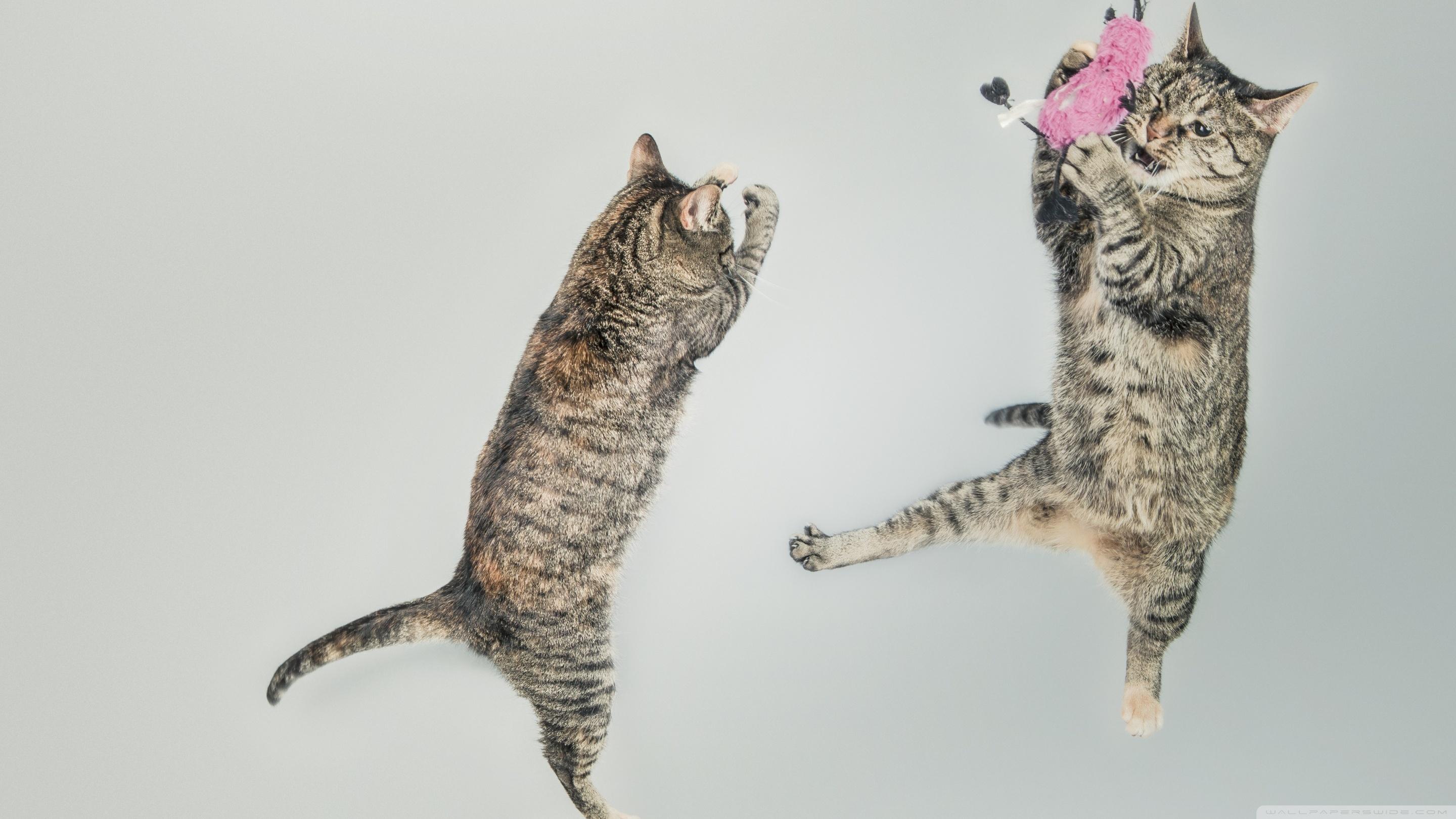 2880x1620 Funny Cats Ultra HD Desktop Background Wallpaper for 4K UHD TV : Widescreen & UltraWide Desktop & Laptop : Tablet