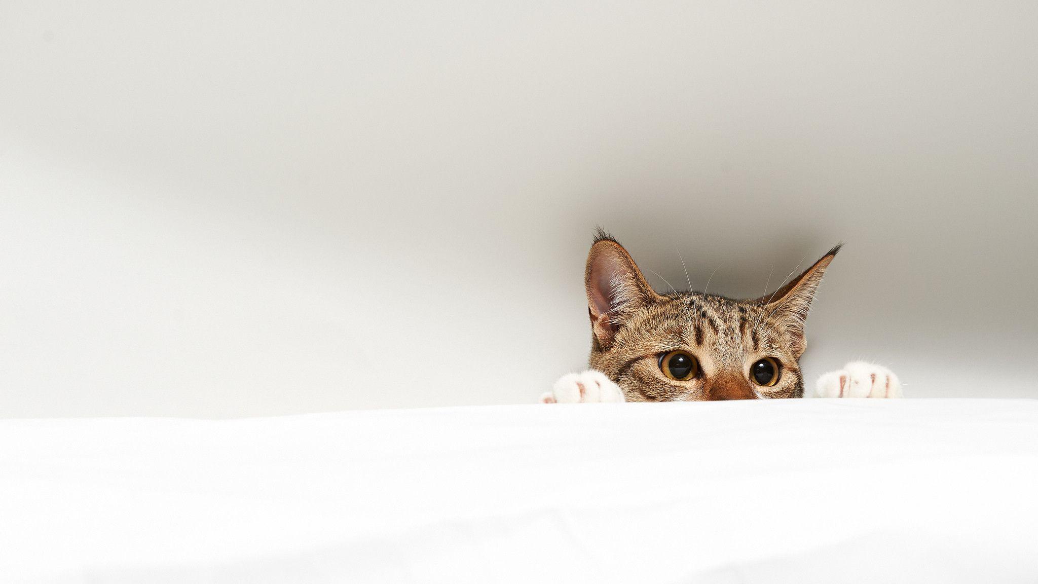 2048x1152 Cat Desktop Wallpaper, HD Cat Desktop Background