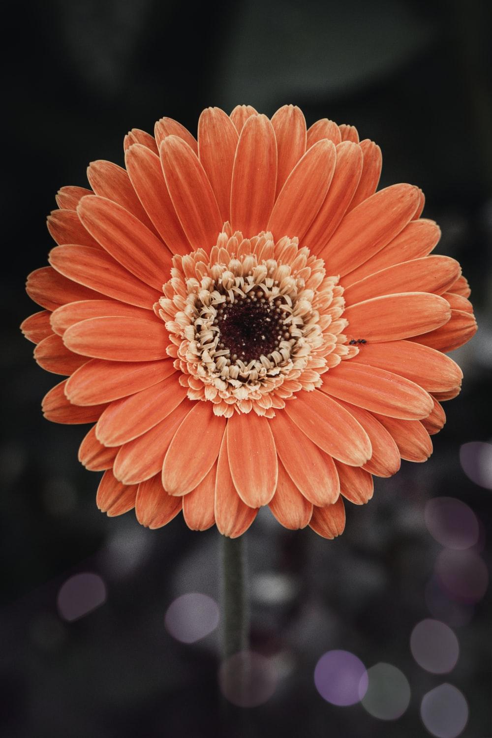 Gerbera Daisy Wallpapers - Top Free Gerbera Daisy Backgrounds
