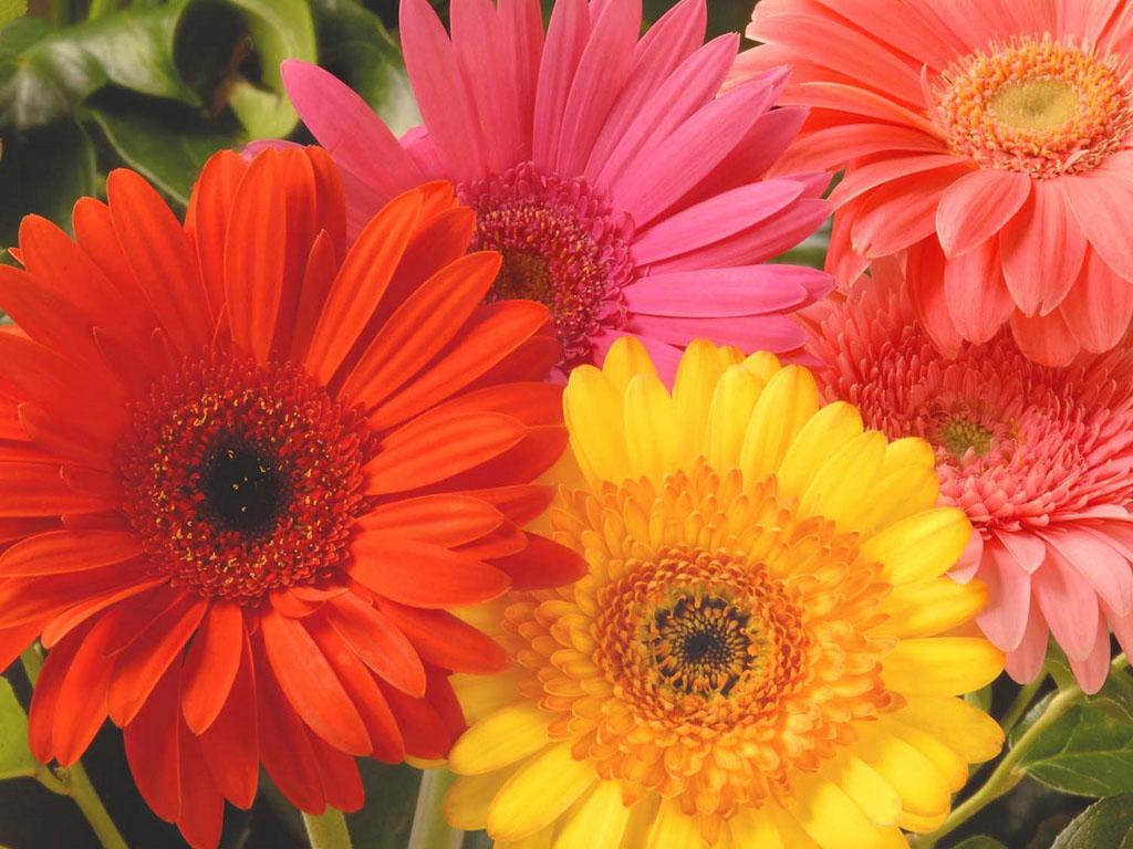 1024x768 Gerbera Daisies Wallpaper