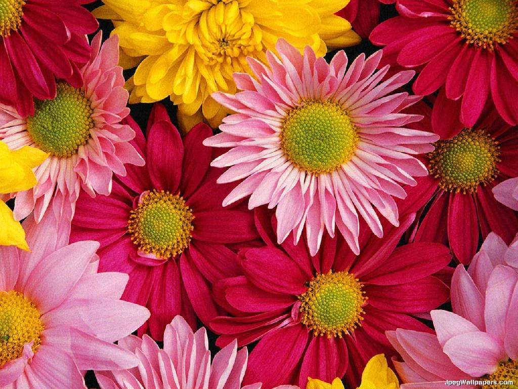 1024x768 Gerbera Daisies Background