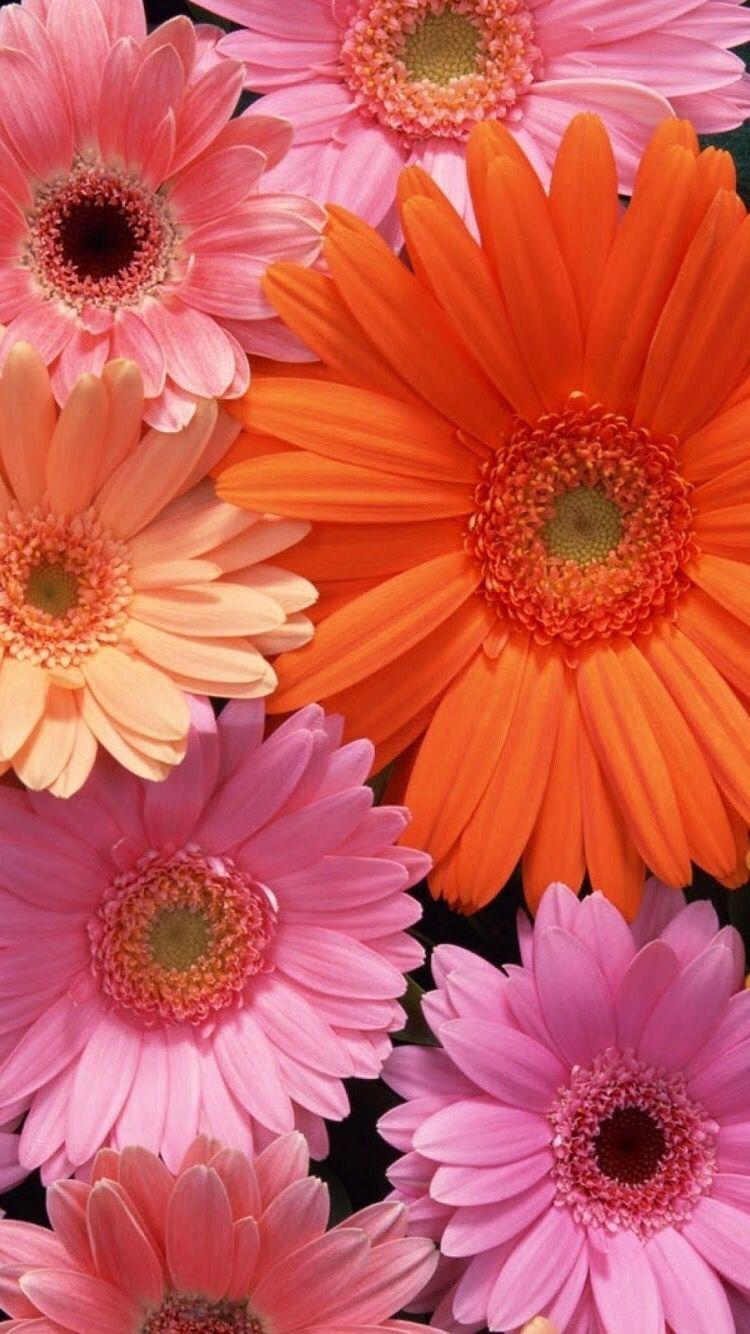 Gerbera Daisy Wallpapers - Top Free Gerbera Daisy Backgrounds ...