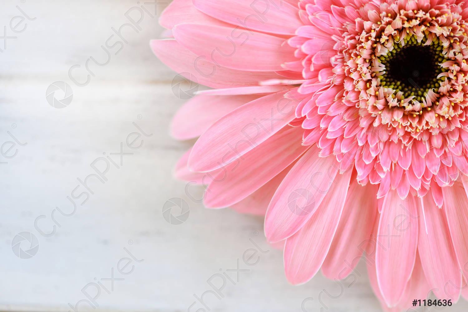 Pink Gerbera Daisy Wallpapers - Top Free Pink Gerbera Daisy Backgrounds
