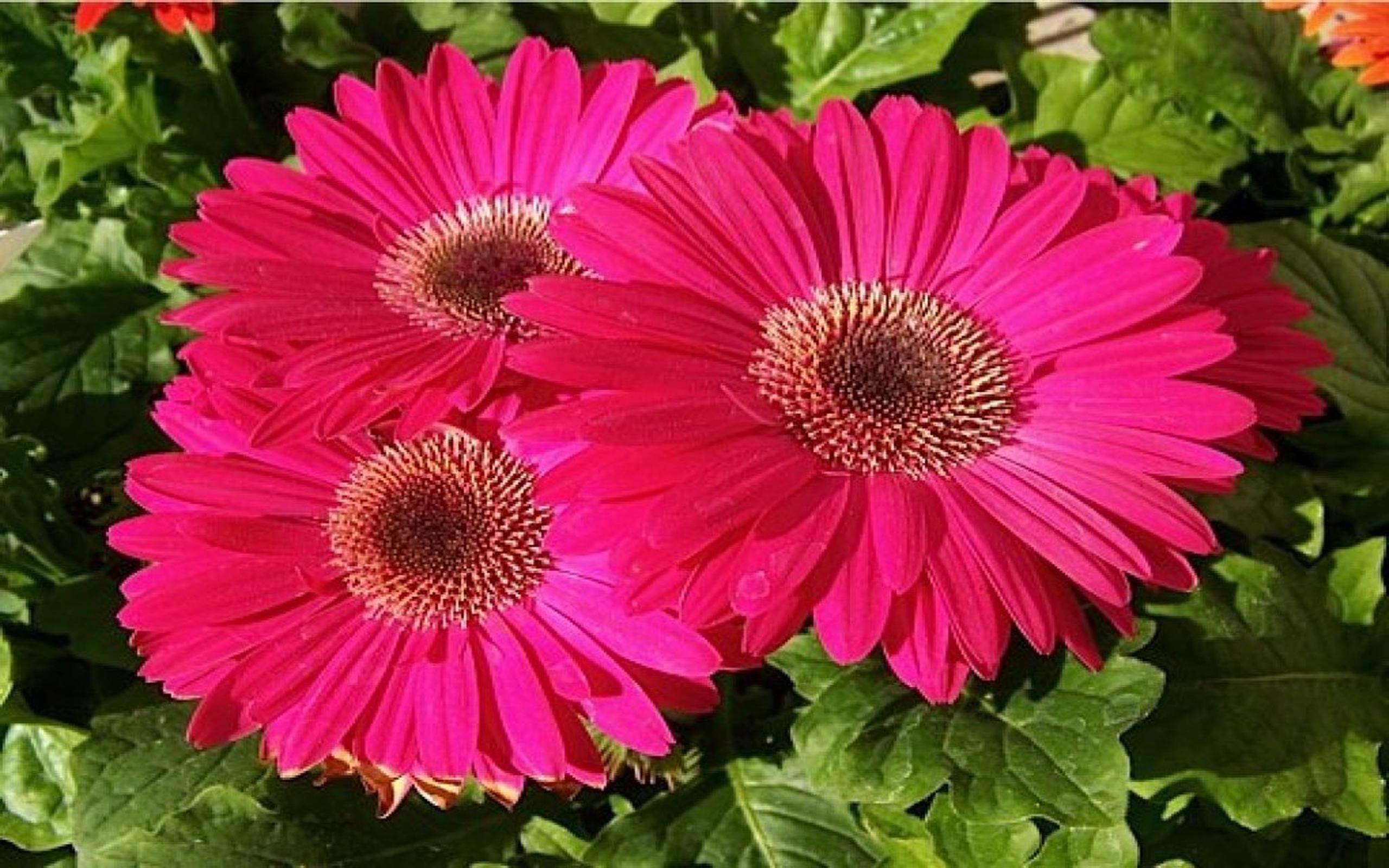 2560x1600 Light Pink Daisies Wallpaper Light Pink Gerbera Daisy Pink :