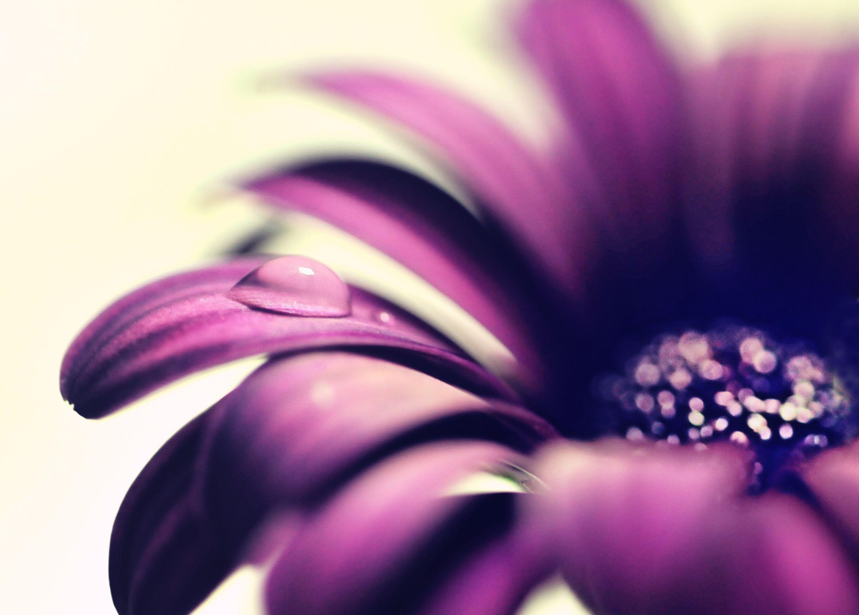 2984x2136 gerbera daisies, macro, patals, drop, dew, purple