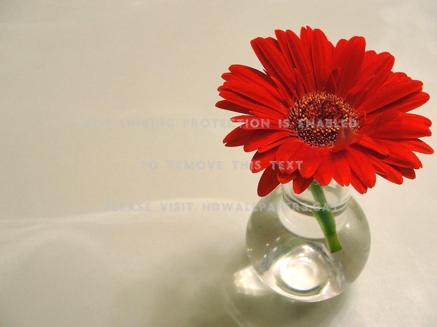 1440x1080 Gerber Daisy Red Orange Vase Flower Gerbera