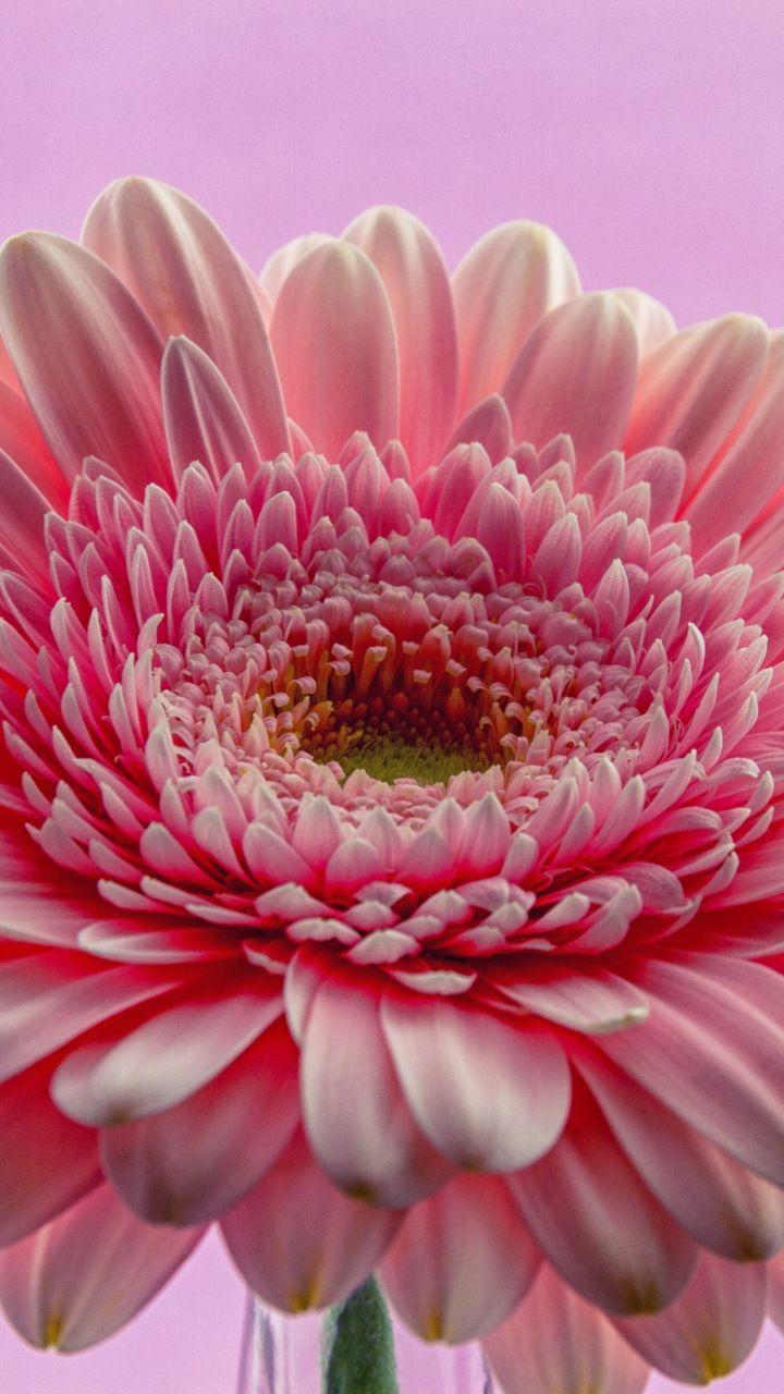 Gerbera Daisy Wallpapers - Top Free Gerbera Daisy Backgrounds ...