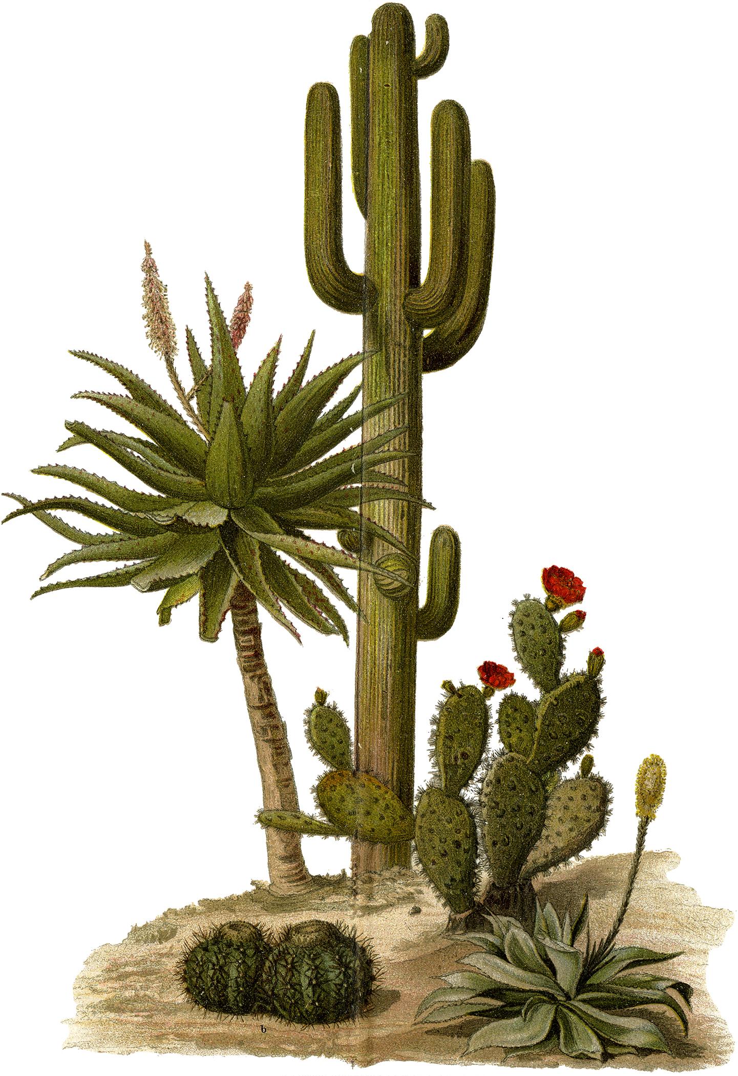 1441x2100 Succulents and Cactus Image! Graphics Fairy