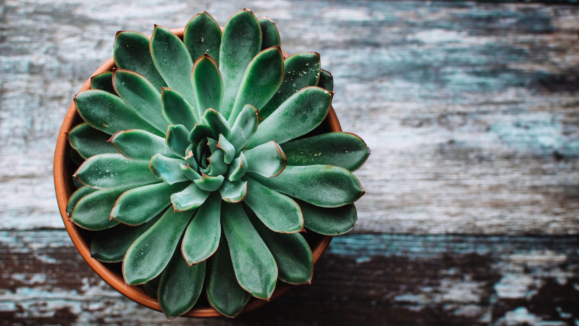 1920x1080 Succulent Wallpaper