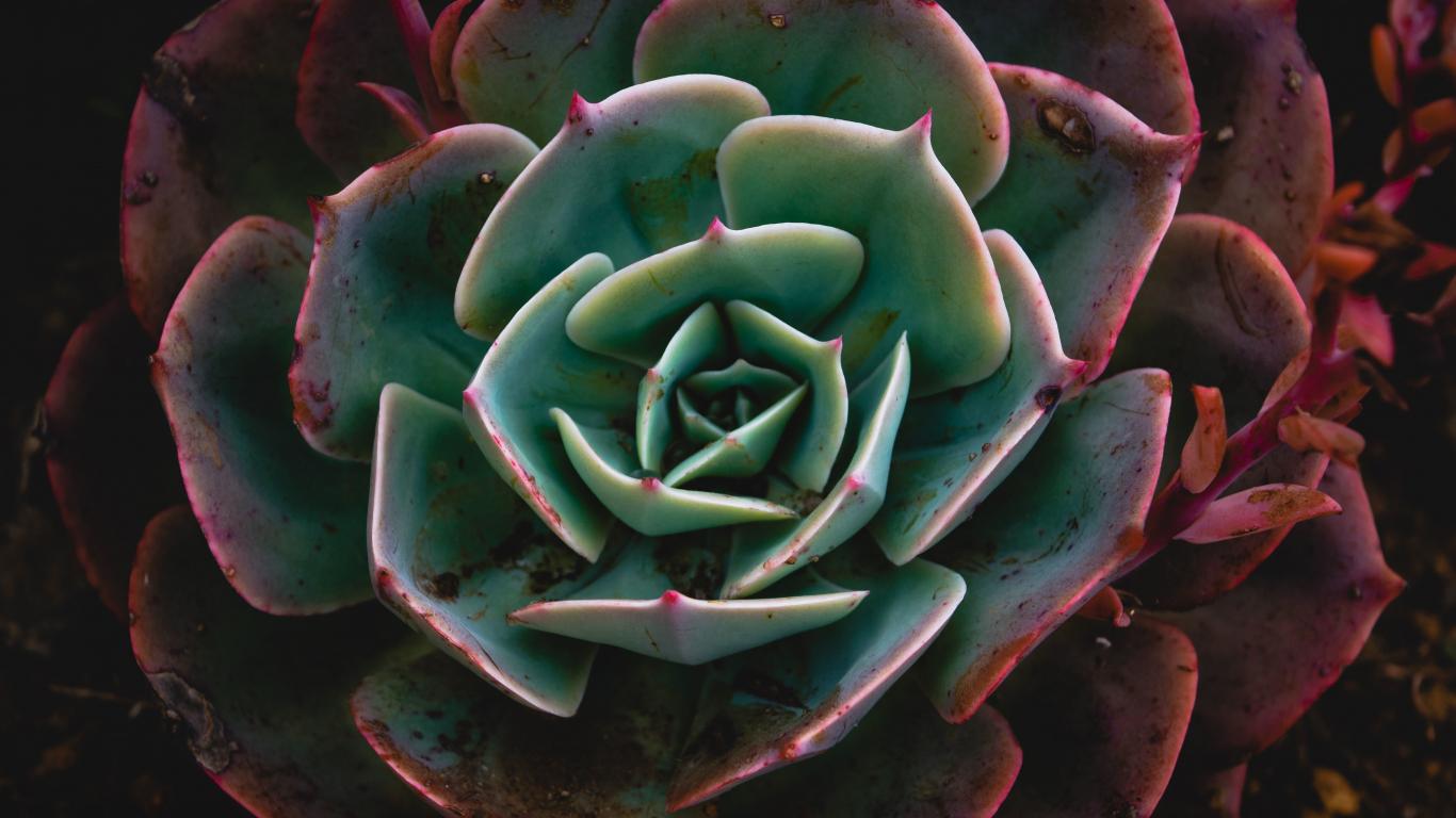 1366x768 Download 1366x768 wallpaper close up, echeveria, succulent, plant, tablet, laptop, 1366x768 HD image, background, 22615