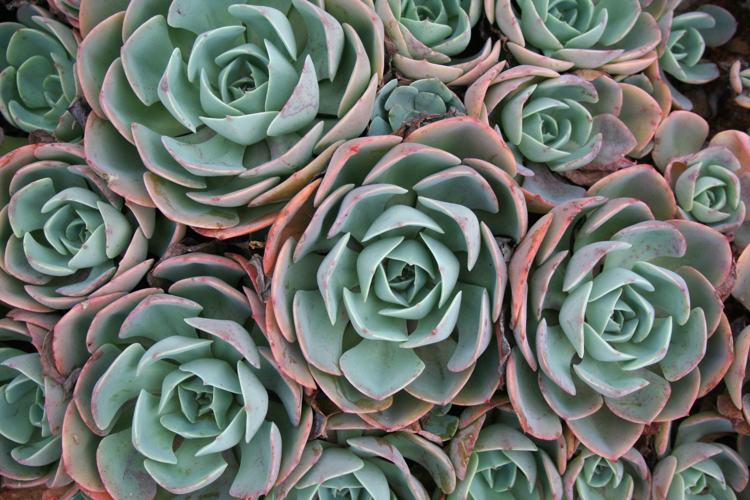 2560x1707 Succulent Planting