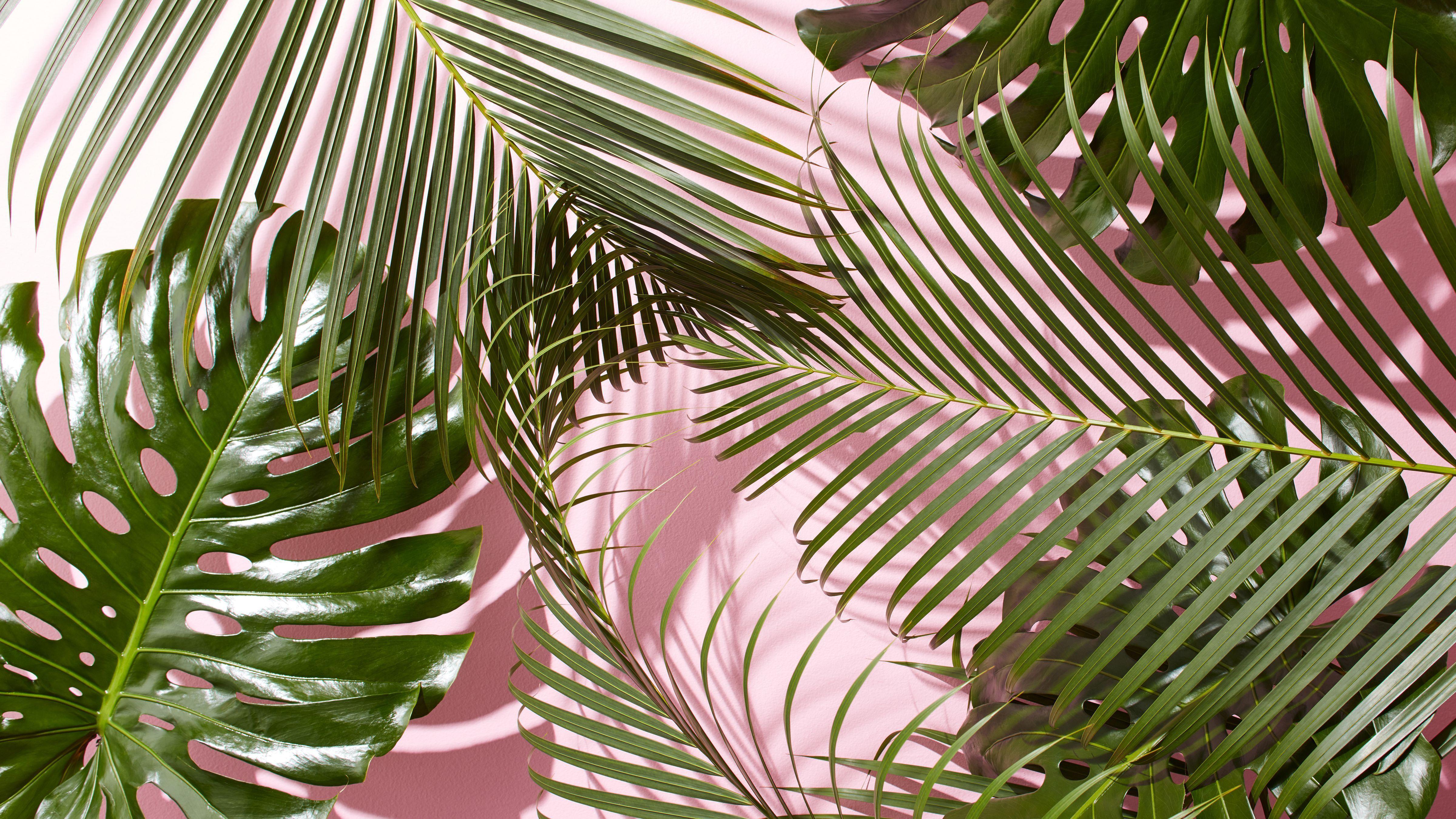 4800x2700 Aesthetic Plant Computer Wallpaper, HD Aesthetic Plant Computer Background