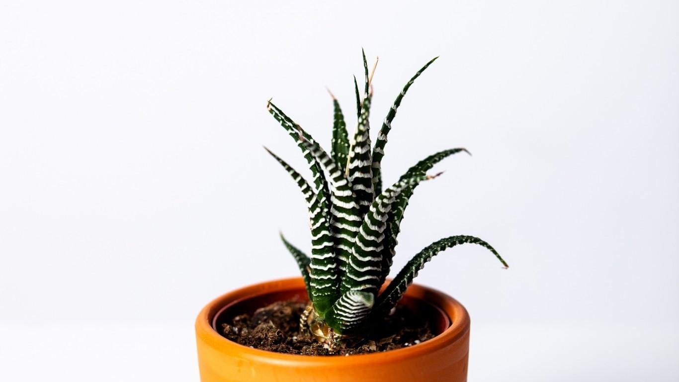 1366x768 Download 1366x768 Cactus, Pot, Houseplant, Succulent Wallpaper for Laptop, Notebook