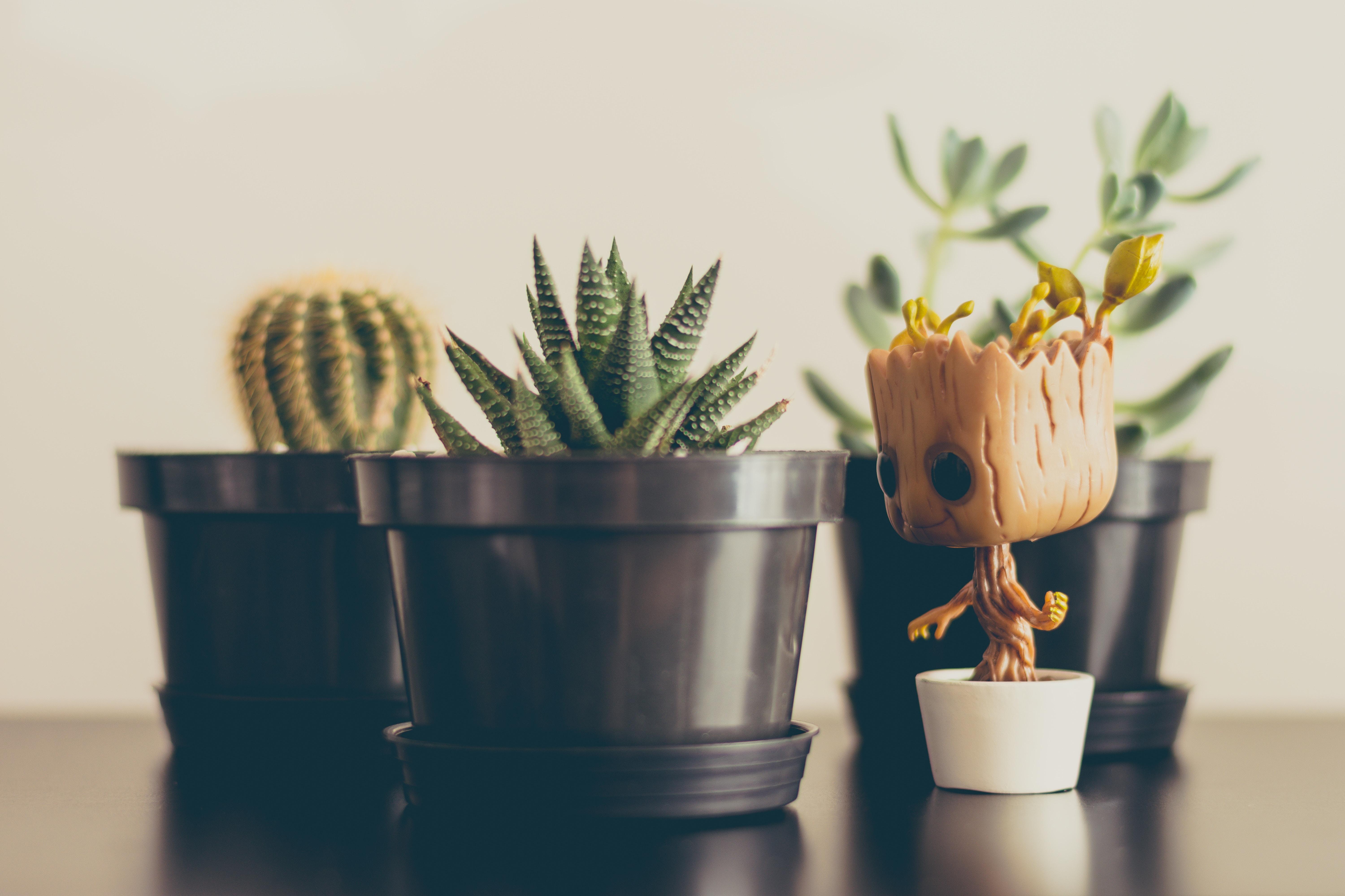 6000x4000 succulent HD wallpaper, background