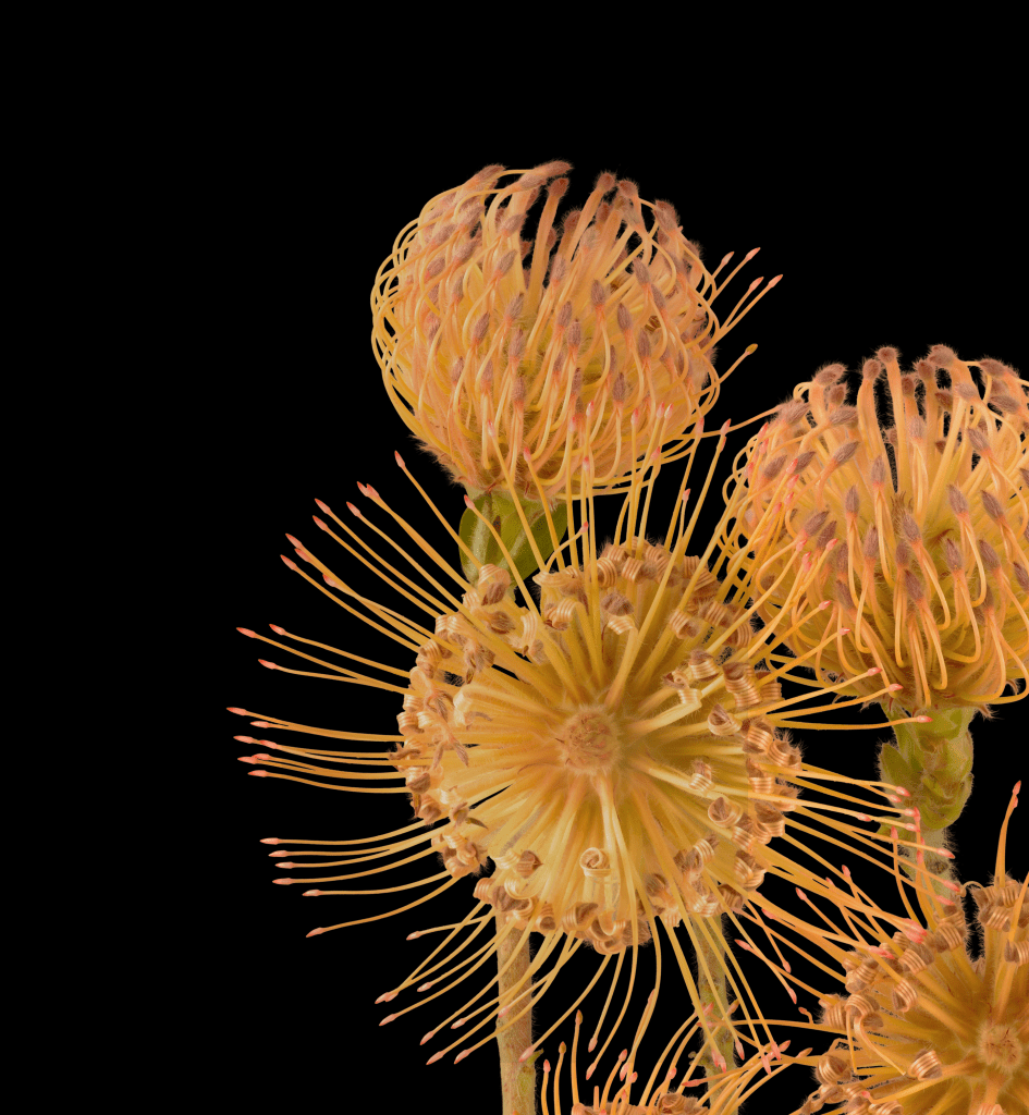 945x1024 Google Pixel 6 Pro Wallpaper Of Beautiful Plants Now Available For Download