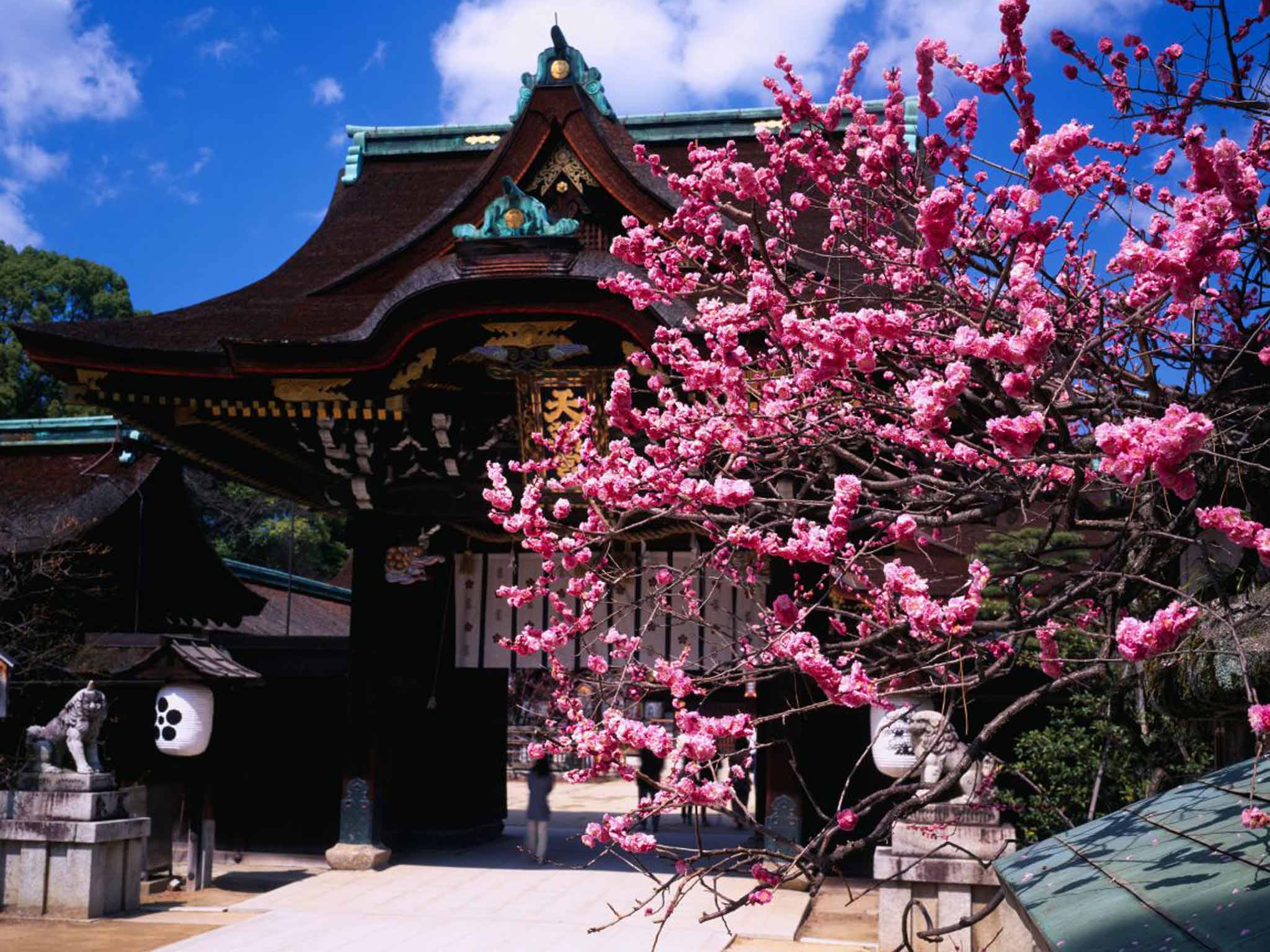 2048x1536 Japan in bloom: Cherry blossom is a big draw but it's plum that heralds spring