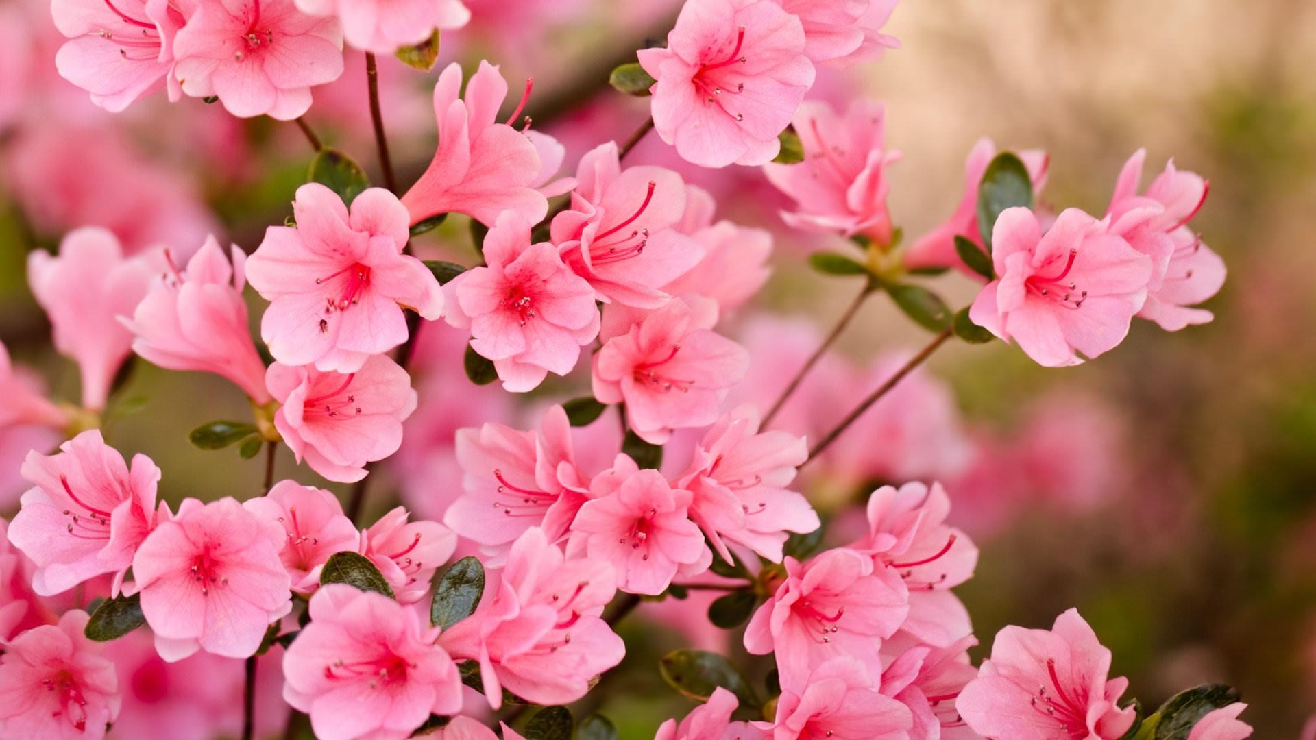 1920x1080 Sakura tree (Cherry Blossom) wallpaper .