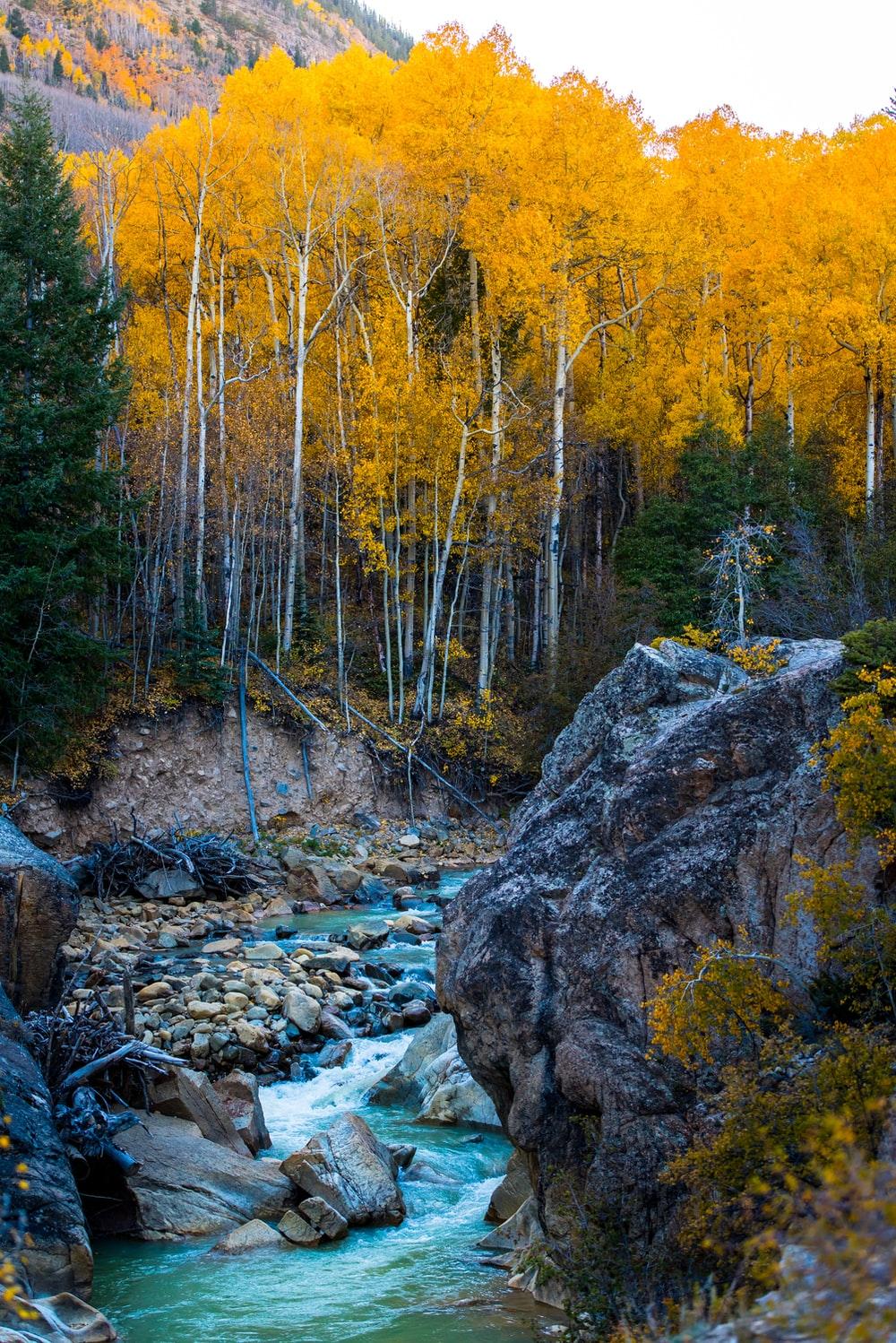 1000x1498 Aspen Tree Picture. Download Free Image