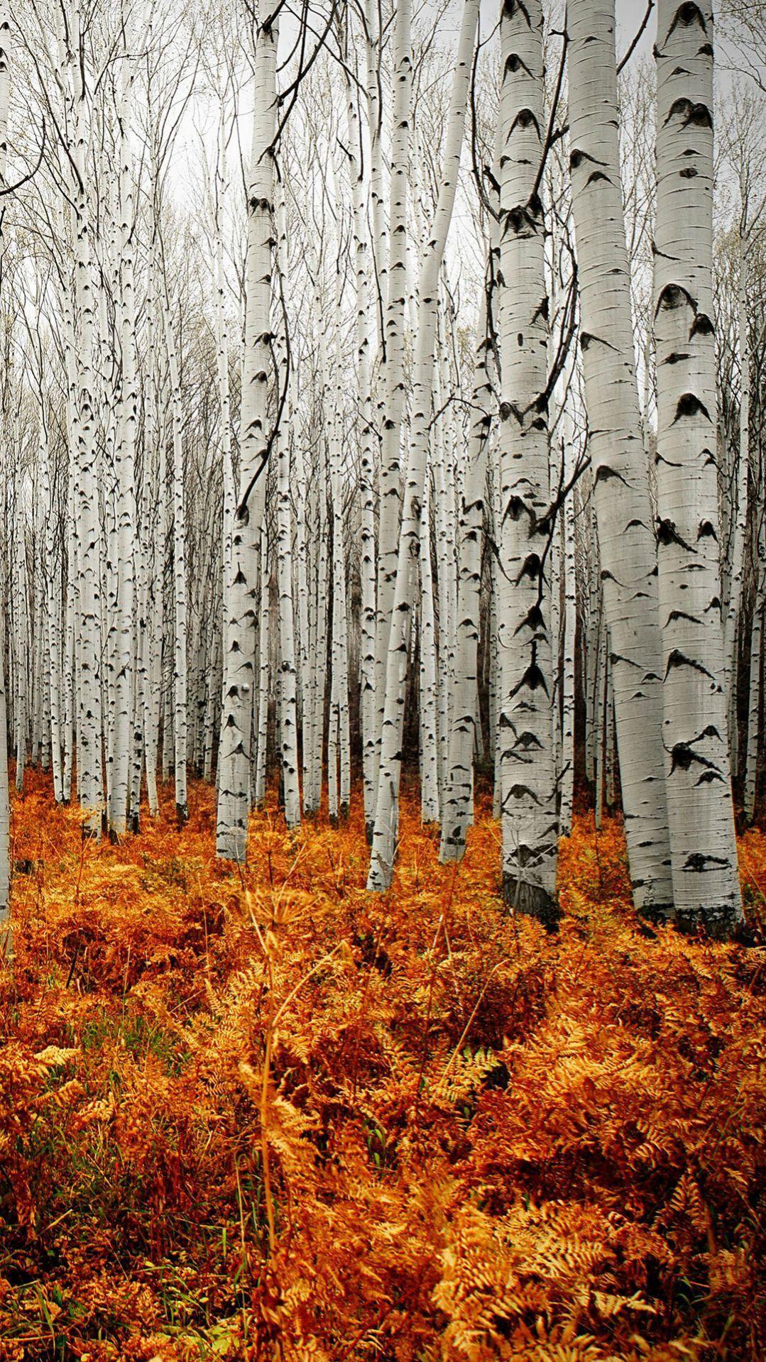 1079x1919 Autumn Aspen Forest Trees Wallpaper