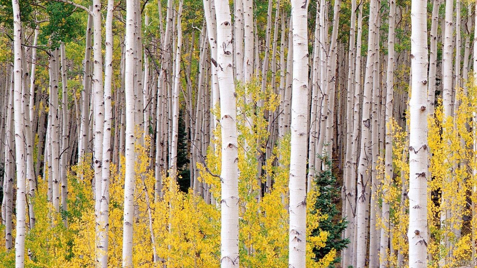 1600x900 Aspen Tree Wallpaper Picture Desktop Background