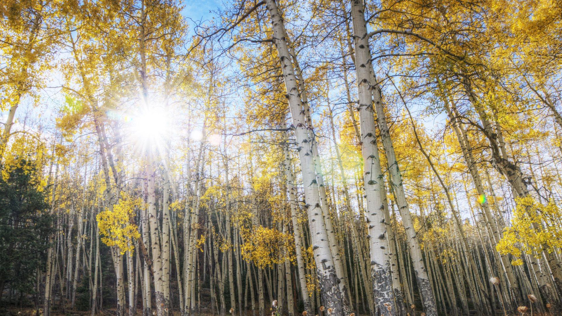 HD wallpaper Aspen Tree Autumn In The Salt Lake City Area The Main Capitol  Of The Utah Bark Of Aspens Landscape Photography Hd Wallpaper For Android  Mobile Phones 38402400  Wallpaper Flare