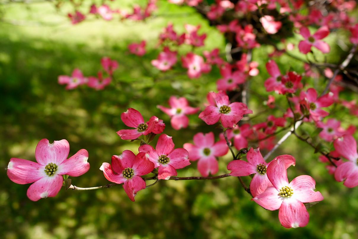 Dogwood Flower With Dark Backgrounds Picture Of A Dogwood Background Image  And Wallpaper for Free Download