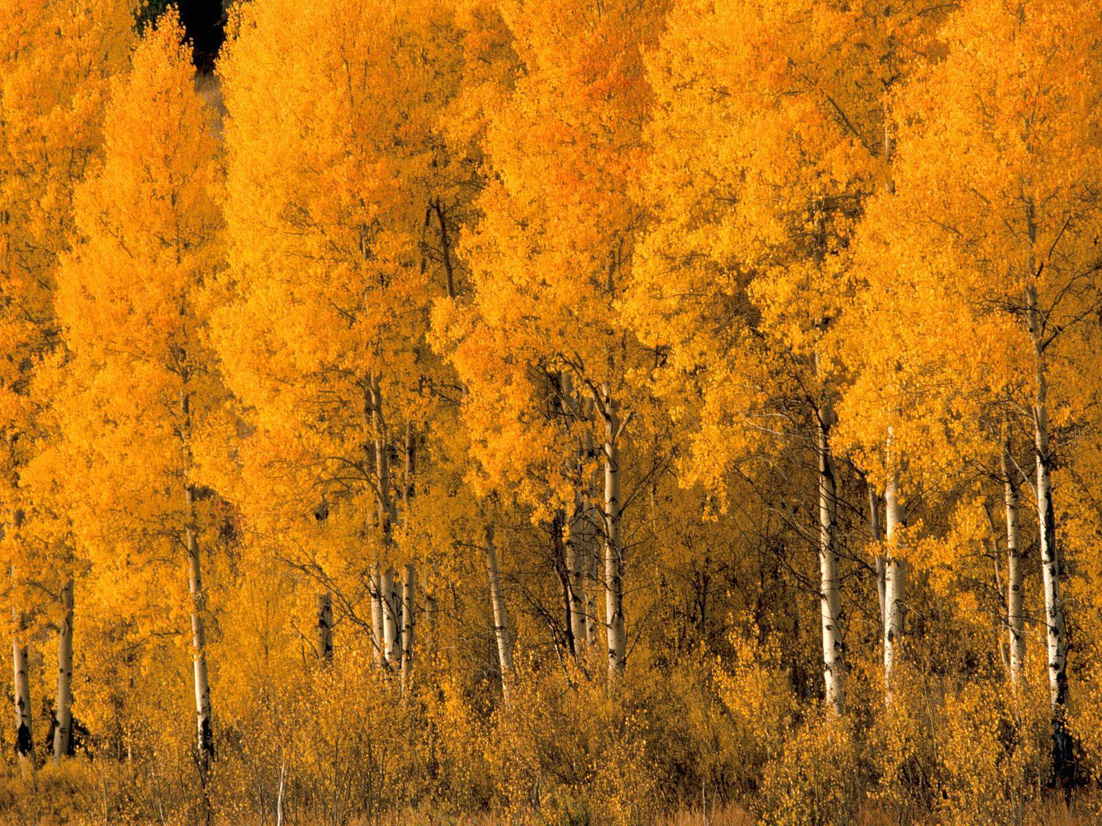 1600x1200 aspen tree wallpaper, tree, american aspen, nature, natural landscape, yellow