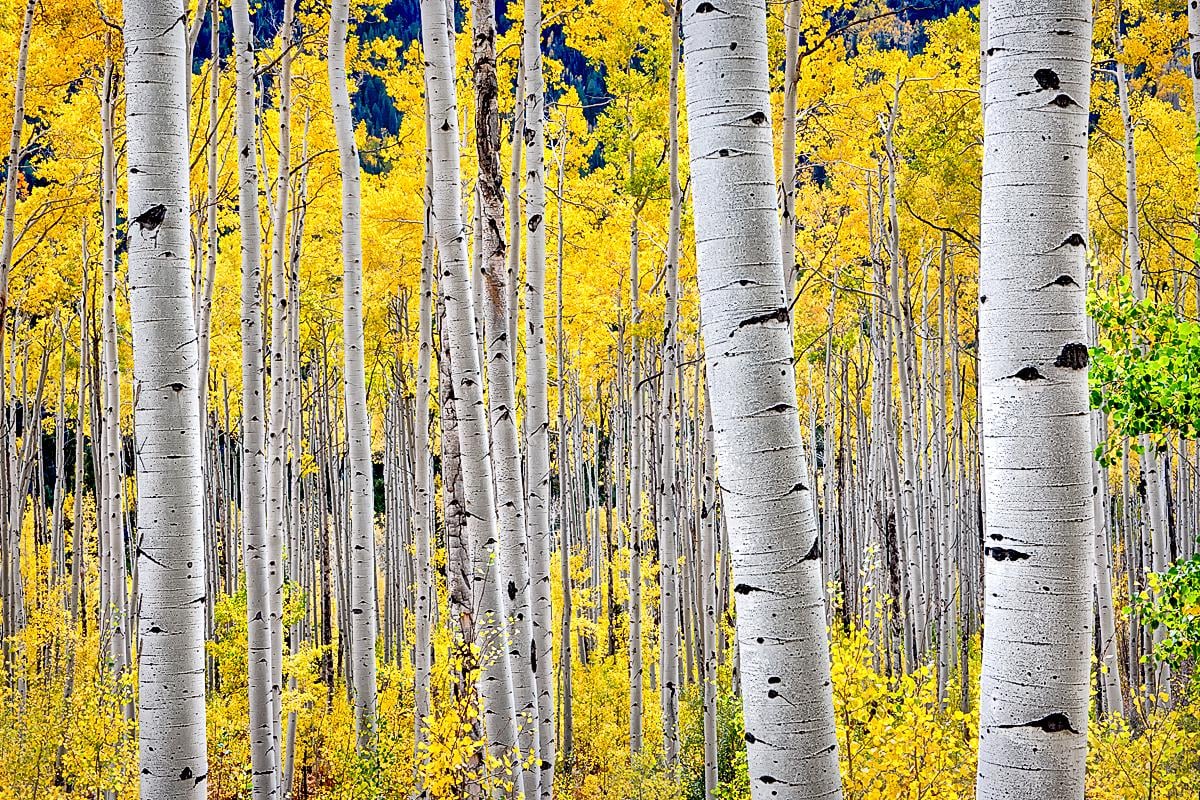 Premium AI Image  A wallpaper of birch trees with the word aspen on it