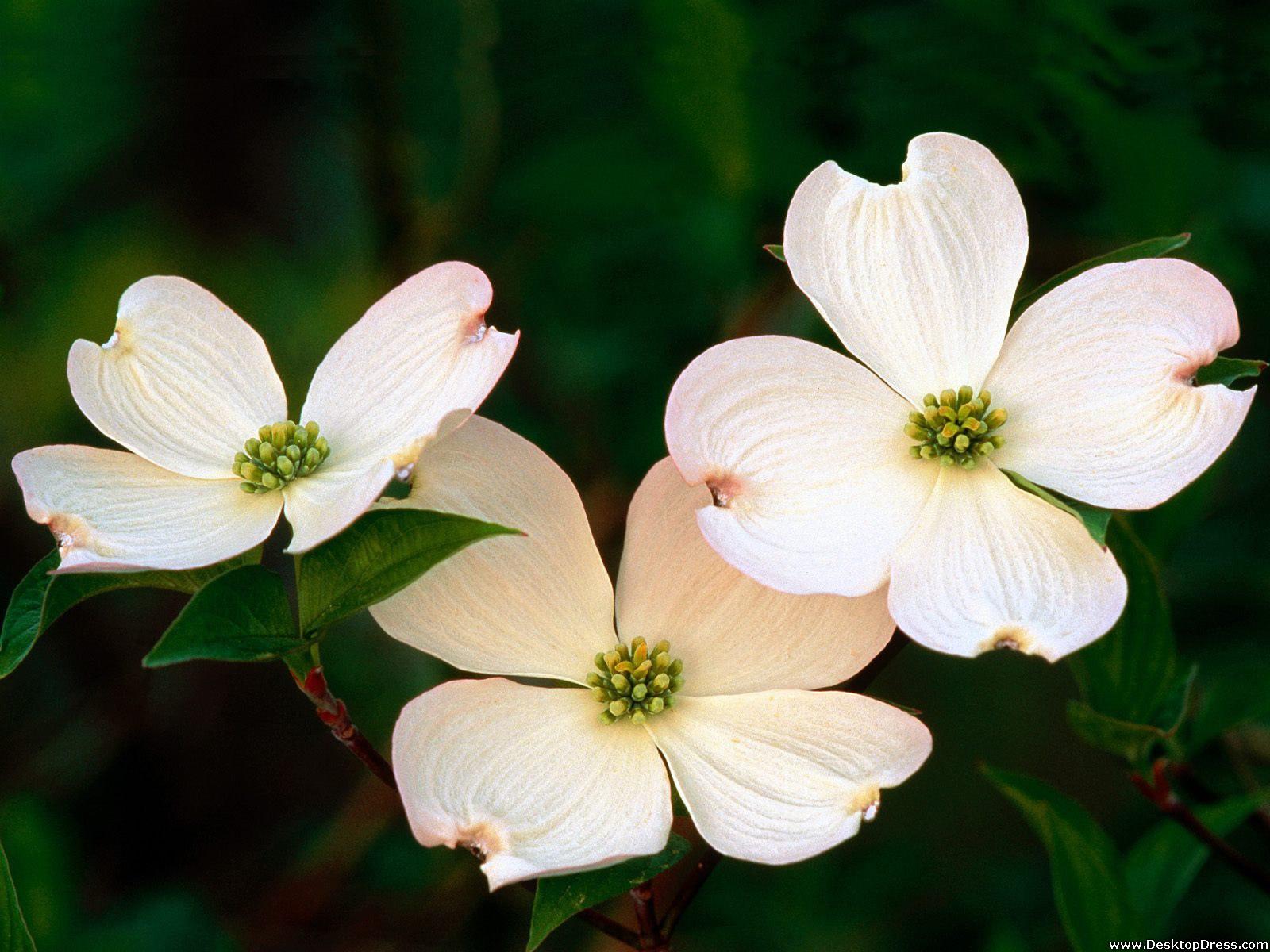 1600x1200 Desktop Wallpaper Flowers Background Flowering Dogwood Blossoms