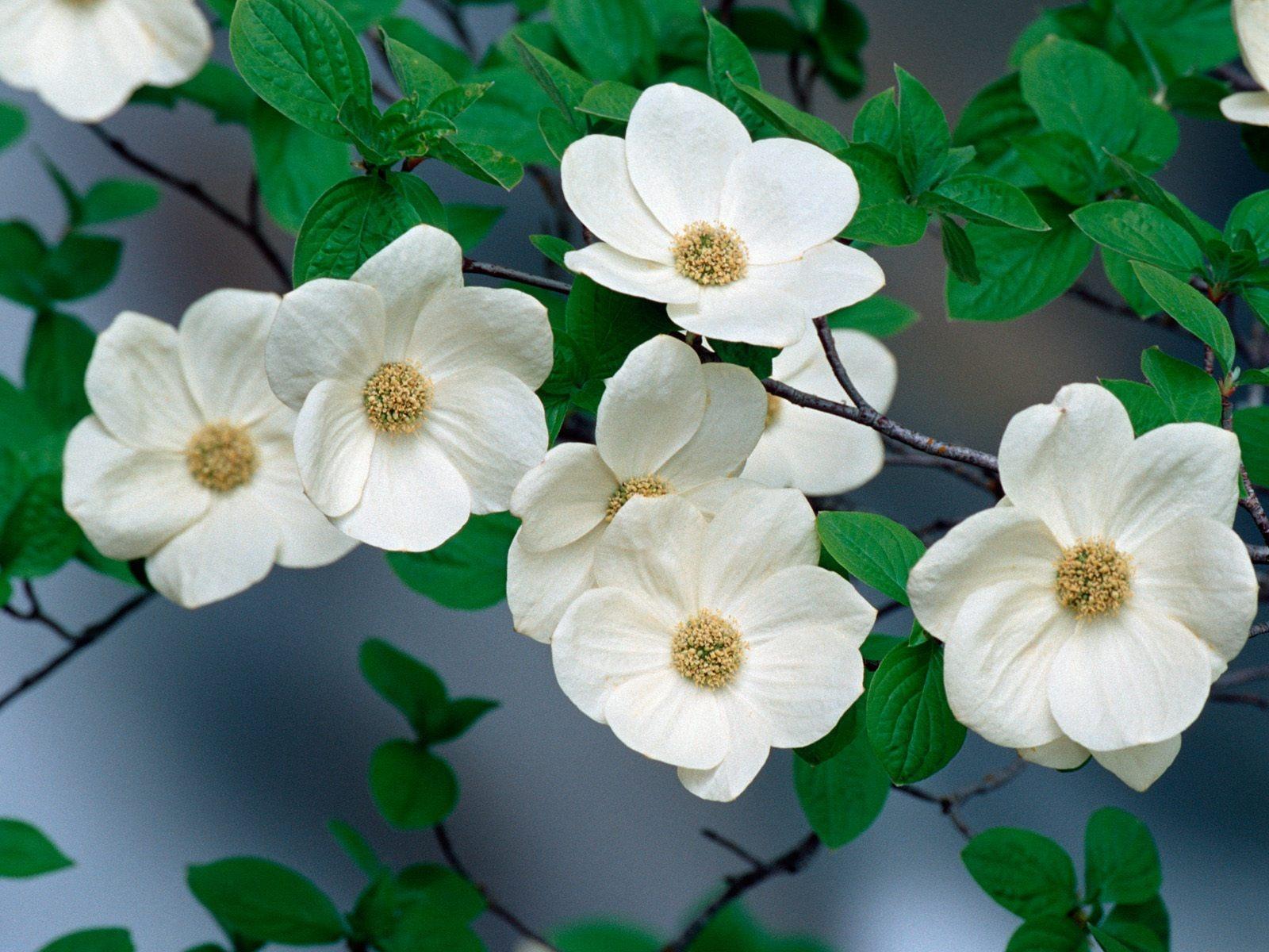 Dogwood Flower Wallpapers - Top Free Dogwood Flower Backgrounds