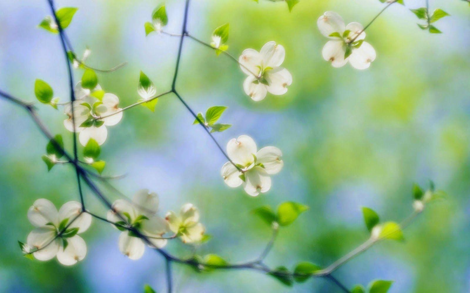 1600x1000 picture of White Dogwood Blossoms HD Picture. Dogwood flowers, Dogwood blossoms, Dogwood