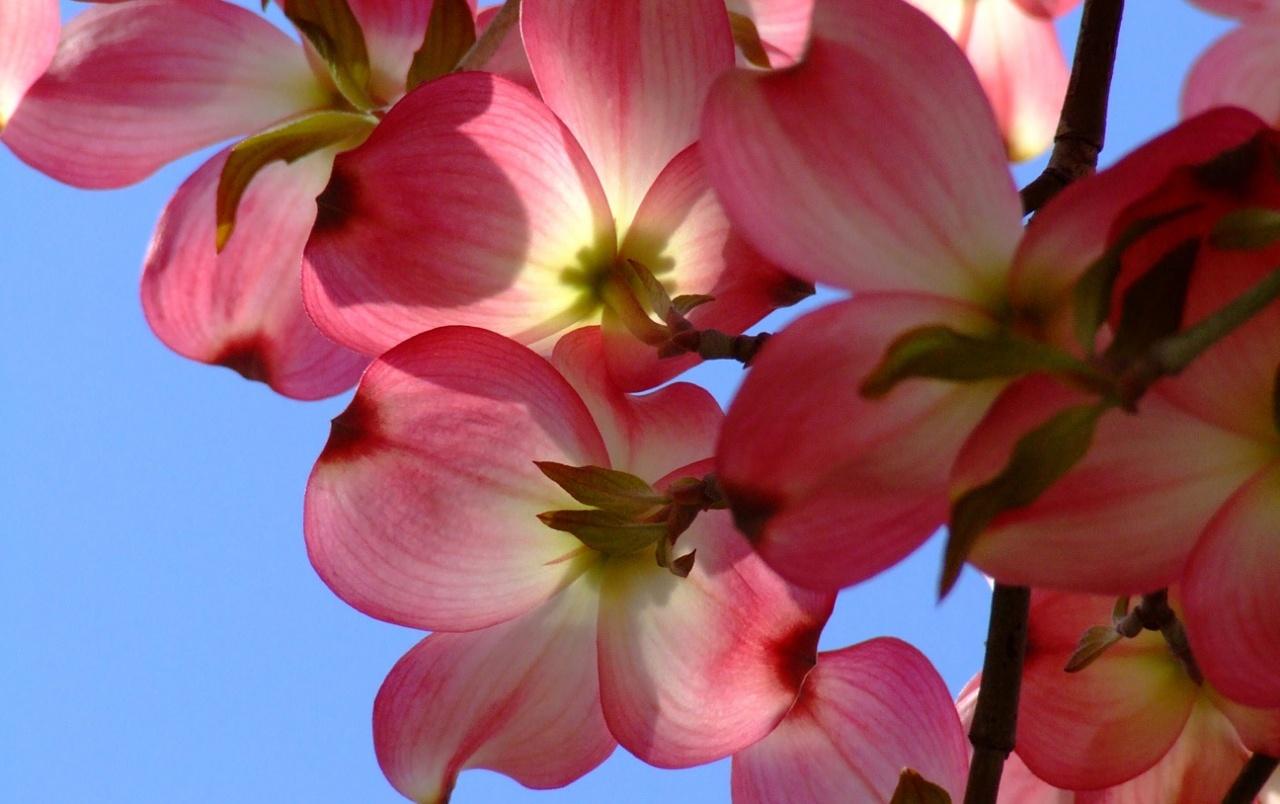 Dogwood Flower Wallpapers - Top Free Dogwood Flower Backgrounds